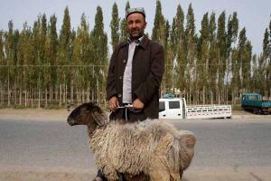 Uyghur People And Sheep